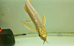 Gyllene Arowana