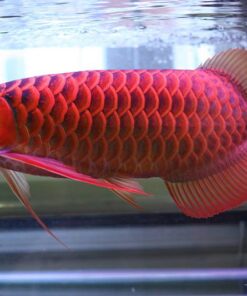 Arowana super red price