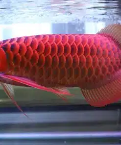 Arowana super red price