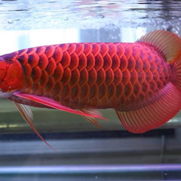 Buy red Arowana fish