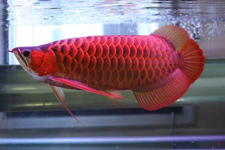 Buy red Arowana fish