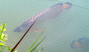 acheter du poisson arowana