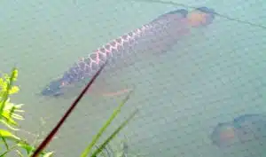 purchase arowana fish