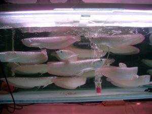 arowana σε δεξαμενή