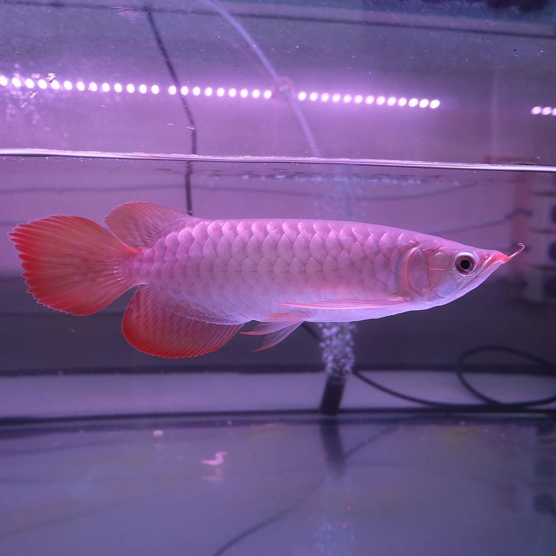 Goldener Arowana-Fisch
