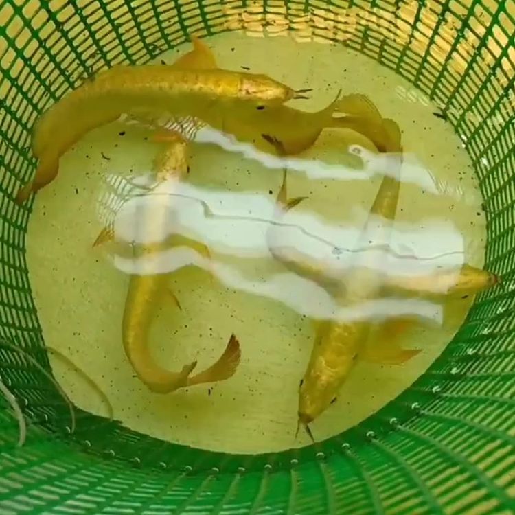 Ikan Arrowona Emas
