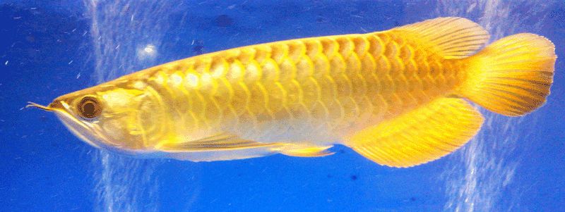 Goldener Arowana-Fisch