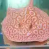 Albino Pearl Stingray Male