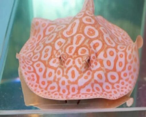 Albino Pearl Stingray Male