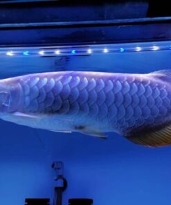 Blue Base Arowana