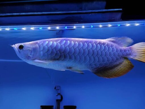 Blue Base Arowana