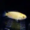 Climbing Perch (Anabas Testudineus)