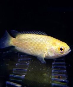 Climbing Perch (Anabas Testudineus)