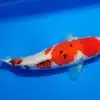 Koi fish price UK