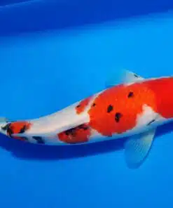 Koi fish price UK
