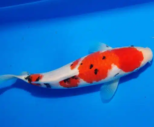 Koi fish price UK